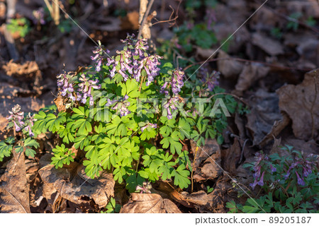 Corydalis solida blooms 89205187