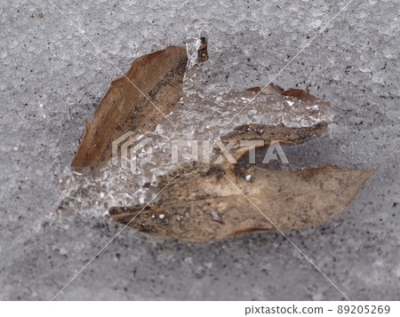 Dead leaves buried in ice 89205269