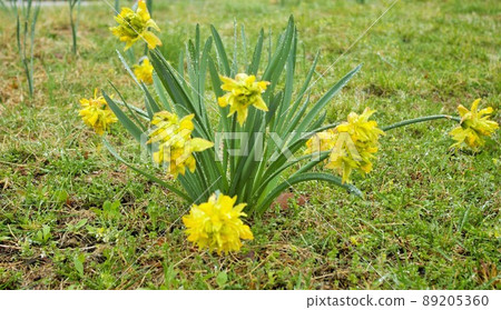 Narcissus on the shore of Lake Kawaguchi 89205360