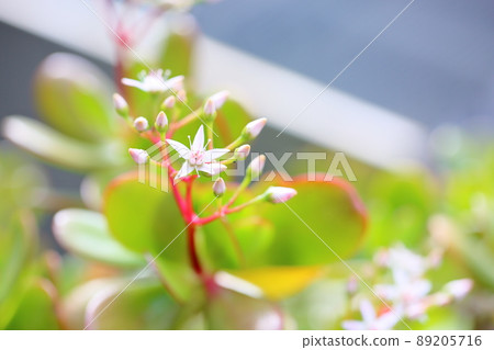 Crassula flower Kagetsu Crassula flower Kagetsu 89205716