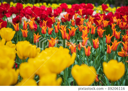 Tulip landscape 89206116