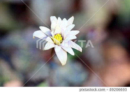 雪嗓子花 雪嗓子花 89206693