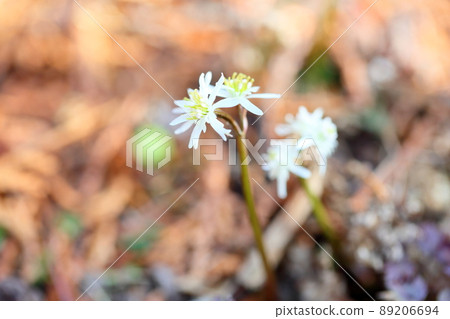 Seri bauren花 89206694