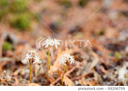 Seri bauren flowers Seri bauren flowers 89206709