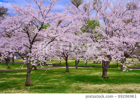 櫻花 櫻花 89206961