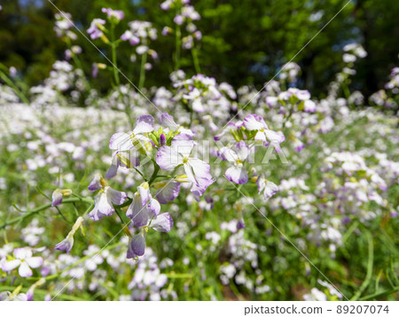 開花在領域的蘿蔔花 89207074