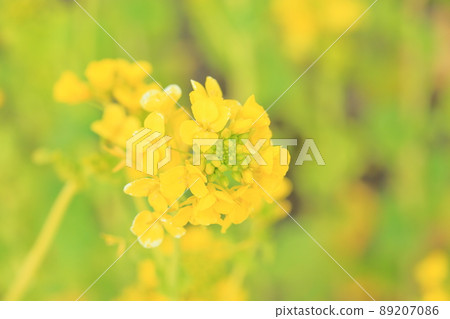 Rape blossoms Rape blossoms 89207086
