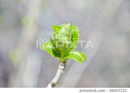Hydrangea sprouts Hydrangea sprouts 89207255