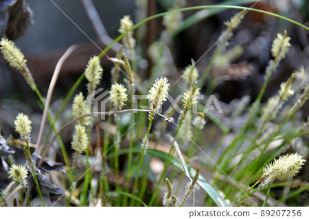 Carex conica的黃色耳朵 89207256