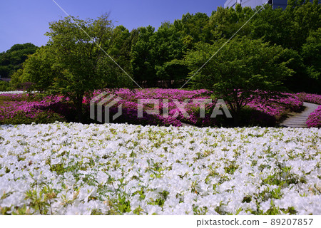 52,000 株杜鵑花盛開的厚木辻之丘公園 52,000 株杜鵑花盛開的厚木辻之丘公園 89207857
