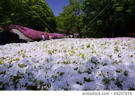 52,000 株杜鵑花盛開的厚木辻之丘公園 52,000 株杜鵑花盛開的厚木辻之丘公園 89207858