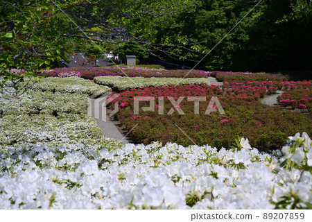 Atsugi Tsutsuji no Oka Park where 52,000 azaleas bloom 89207859