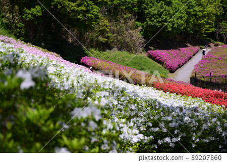 Atsugi Tsutsuji no Oka Park where 52,000 azaleas bloom Atsugi Tsutsuji no Oka Park where 52,000 azaleas bloom 89207860