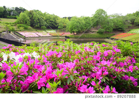 52,000 株杜鵑花盛開的厚木辻之丘公園 89207888