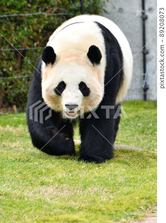giant panda 89208073