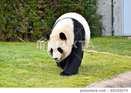 giant panda 89208074