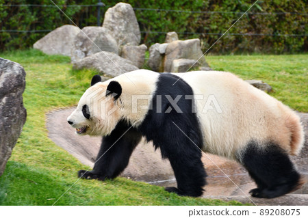 giant panda 89208075