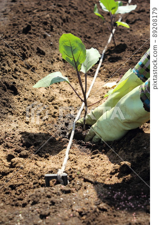 Planting eggplant seedlings 89208179