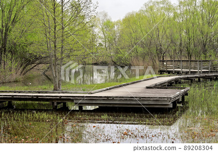 Minuma場:合併紀念Minuma公園木棧道Minumahara風景 Minuma場:合併紀念Minuma公園木棧道Minumahara風景 89208304