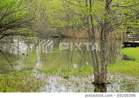 Minuma場:合併紀念Minuma Park Minumahara風景 Minuma場:合併紀念Minuma Park Minumahara風景 89208306