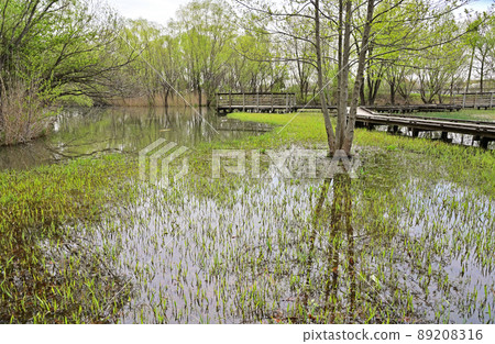 Minuma field: Merger memorial Minuma Park wooden path Minumahara scenery 89208316