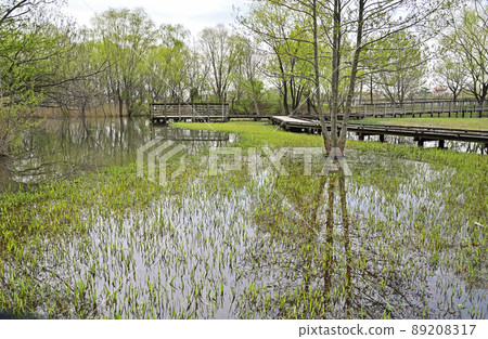 Minuma field: Merger memorial Minuma Park wooden path Minumahara scenery Minuma field: Merger memorial Minuma Park wooden path Minumahara scenery 89208317
