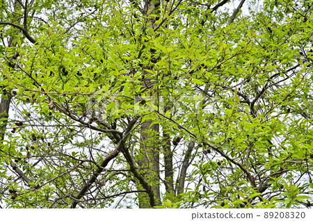 Minuma Paddy: Trees, alder, birch family 89208320