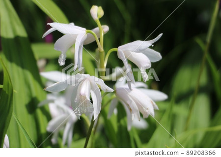 Silobana silane Silobana silane 89208366