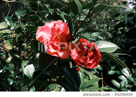 Classic camellia 89208484