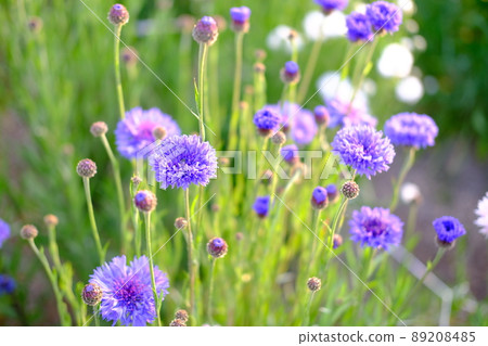 春天的花壇 89208485