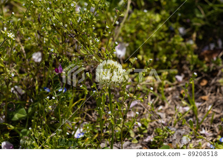 EOSRP. 山口岩國，櫻花假期。 89208518