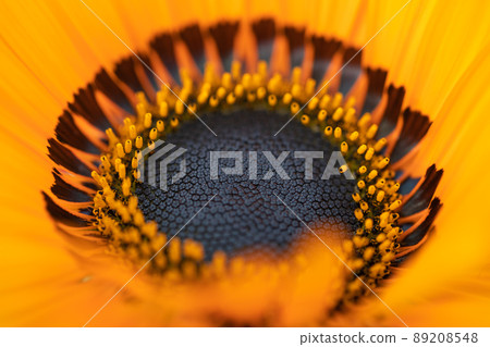 春天的花朵 89208548