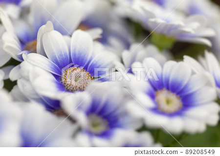 春天的花朵 89208549