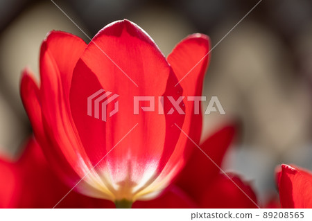 春天的花朵 89208565