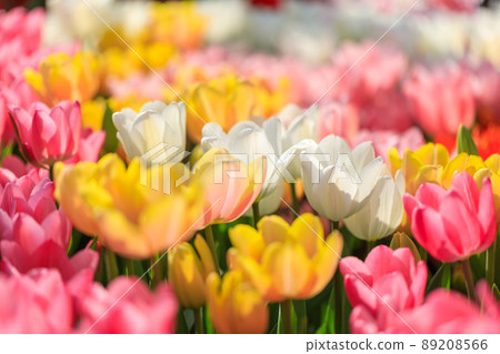 春天的花朵 春天的花朵 89208566