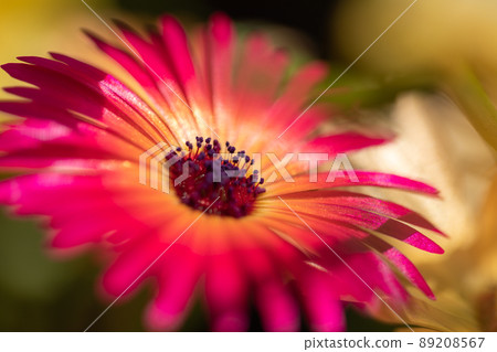 春天的花朵 春天的花朵 89208567