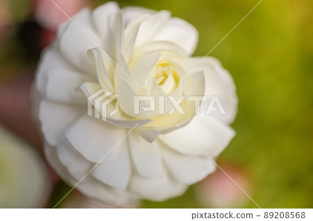 春天的花朵 89208568