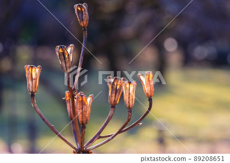 Spring flower  89208651