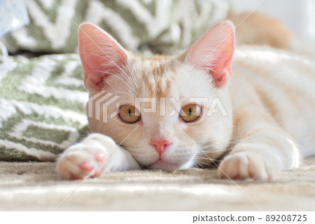 家貓的日常生活 89208725