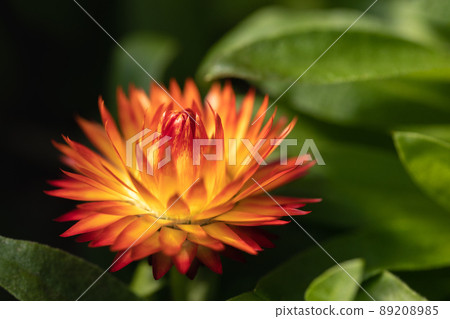 春天的花朵 春天的花朵 89208985