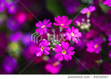 春天的花朵 89208987