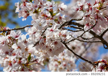 EOSRP. Yamaguchi Iwakuni, Iwakuni cherry blossom shades. 89209231