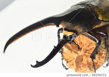 Hercules Beetle Hercules Hercules On a tree White background 89209255