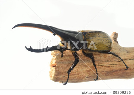 Hercules Beetle Hercules Hercules On a tree White background 89209256