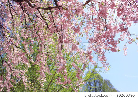 Dead brown cherry tree 89209380