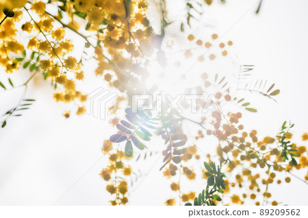 含羞草花盛開，美麗的黃色 89209562