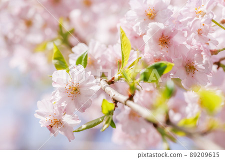 Cherry blossoms in full bloom with beautiful pink petals 89209615