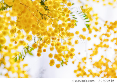 Mimosa flowers in full bloom with beautiful yellow 89209616