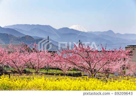 A landscape of peach blossoms in full bloom, Fuefuki City, Yamanashi Prefecture 89209643