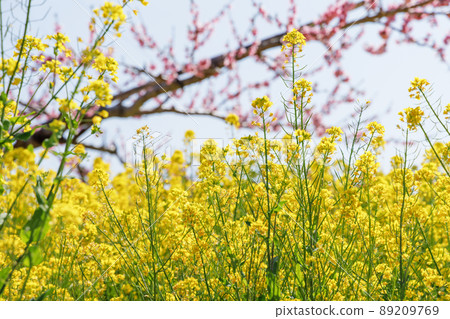 A landscape of peach blossoms in full bloom, Fuefuki City, Yamanashi Prefecture 89209769